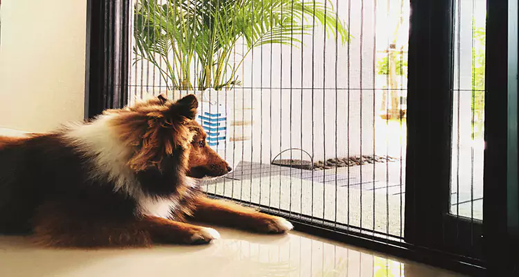Sliding Screen Pet Door Repair in Melbourne, FL