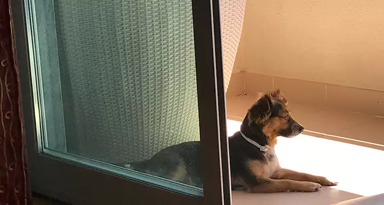 French Door Pet Screen Repair in Melbourne, FL